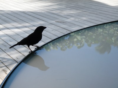 黑鸟在池一边
